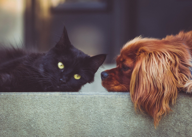 czarny kot i obok pies rasy Cooker Spaniel leżą obok siebie